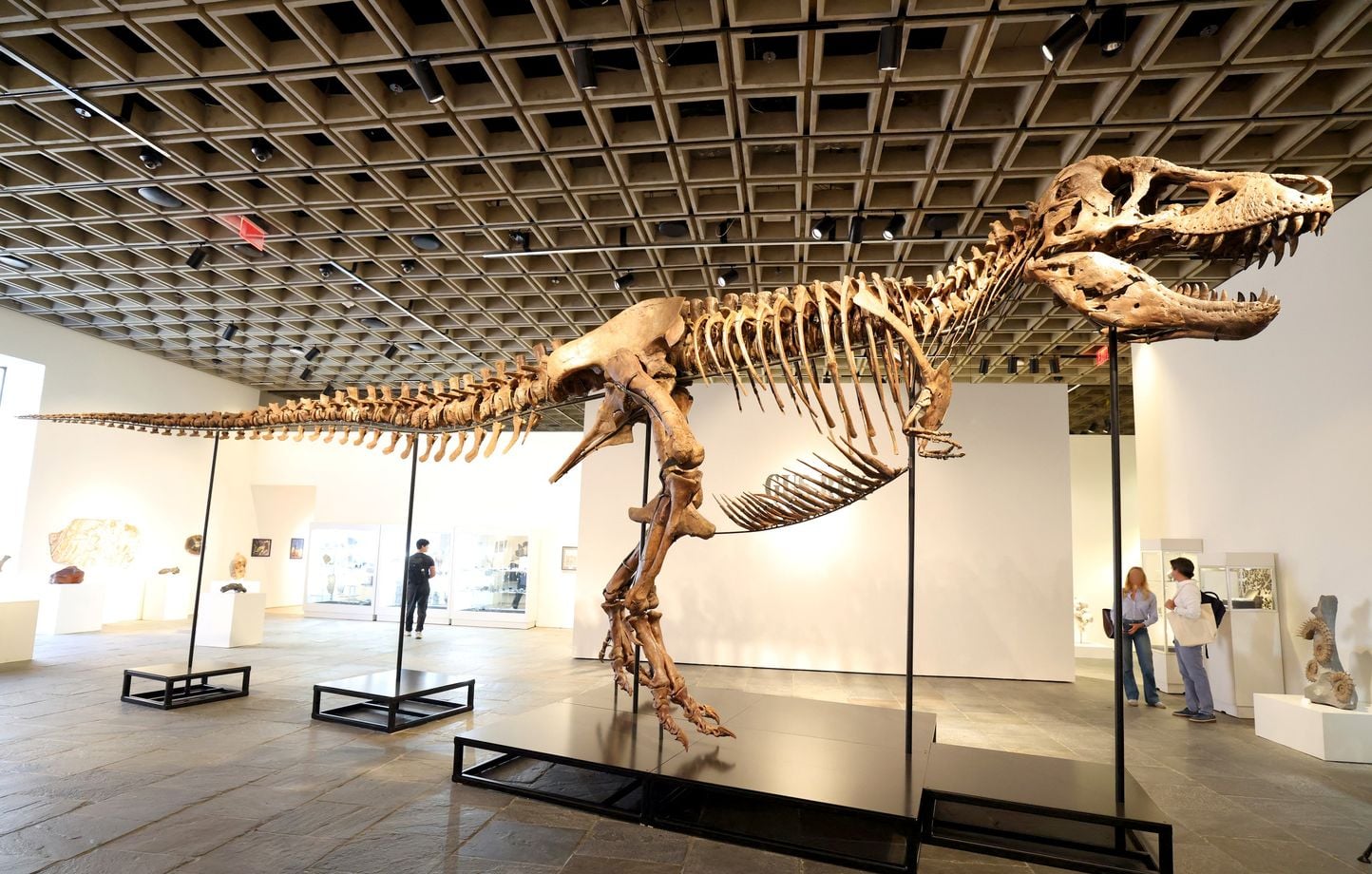 6a466f049f5b0.jpg T-Rex Gus : 30 millions de dollars aux enchères
