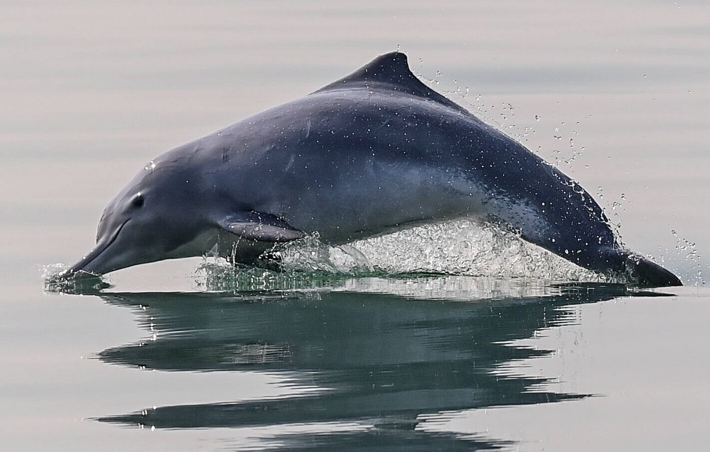 La pêche reprend après un mois d’arrêt pour les dauphins