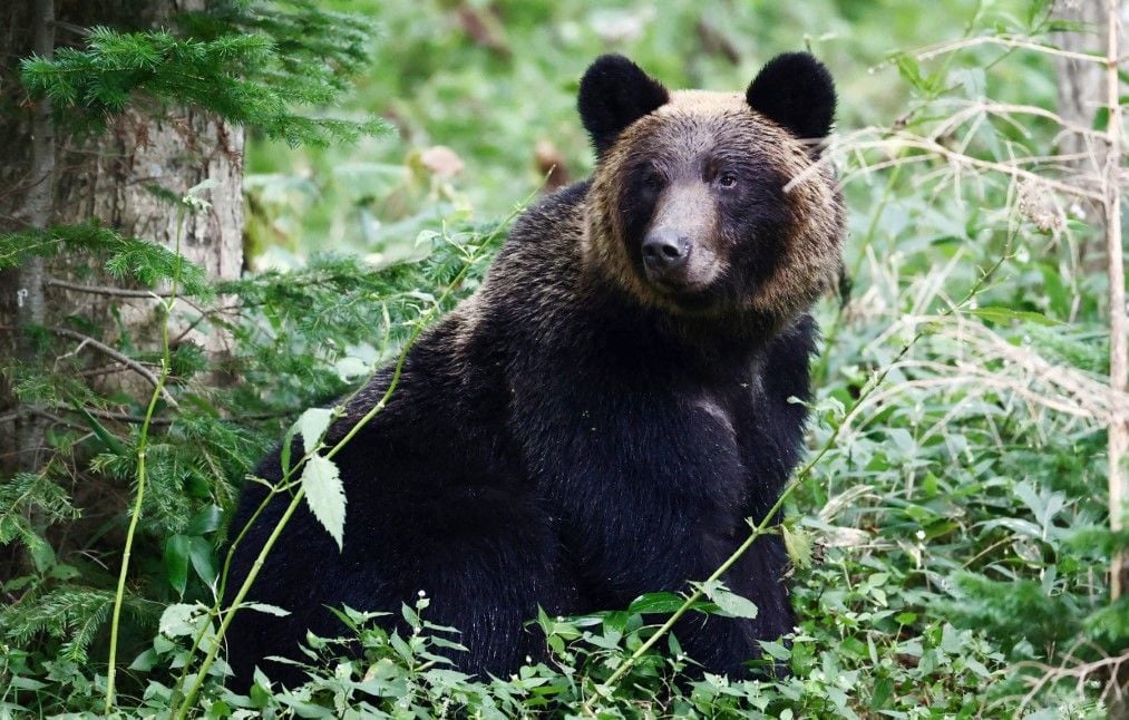 Le Japon autorise l’abattage des ours en urgence urbaine