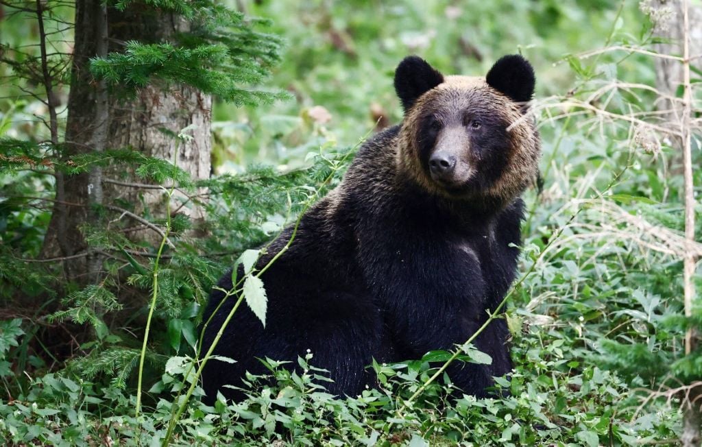Ours et humains : pourquoi les rencontres explosent