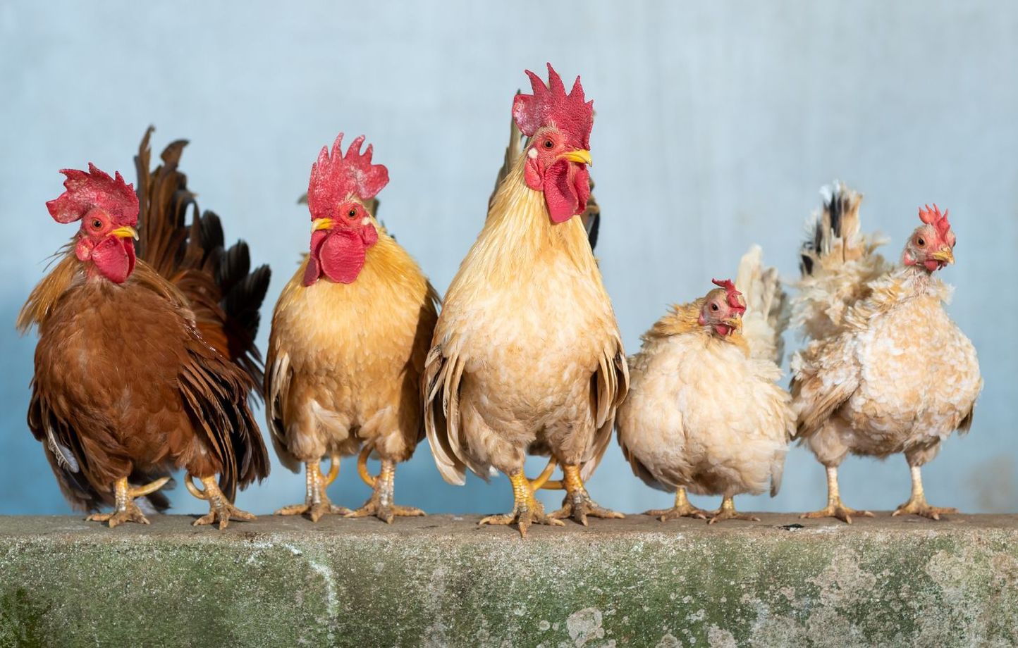 Pourquoi le poulet reste discret au Salon de l’Agriculture