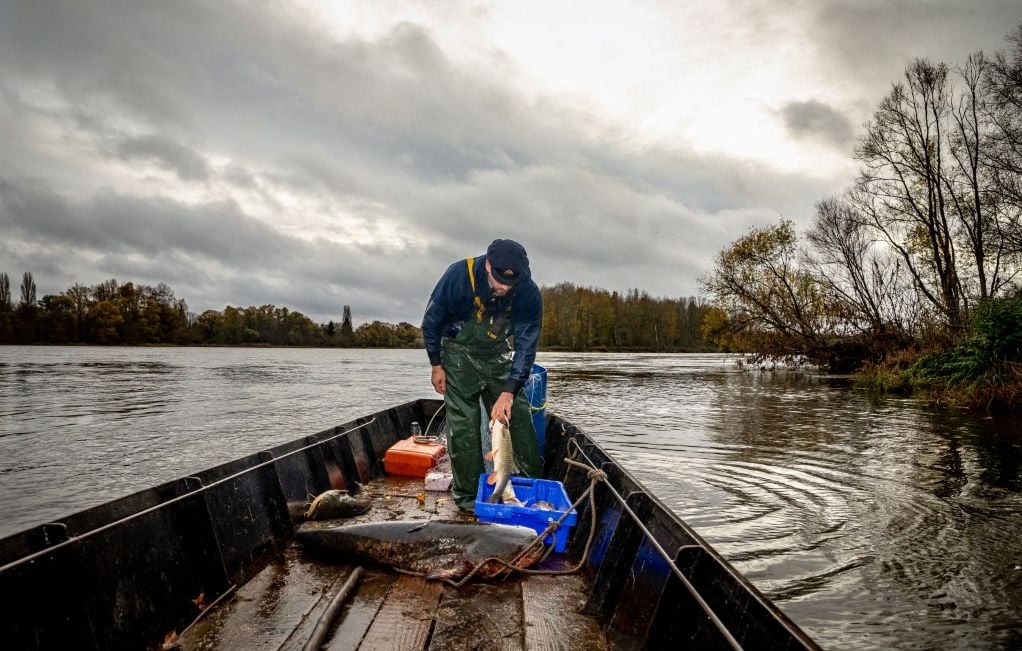 Pêche à la lamproie et à l’alose : le tribunal tranche