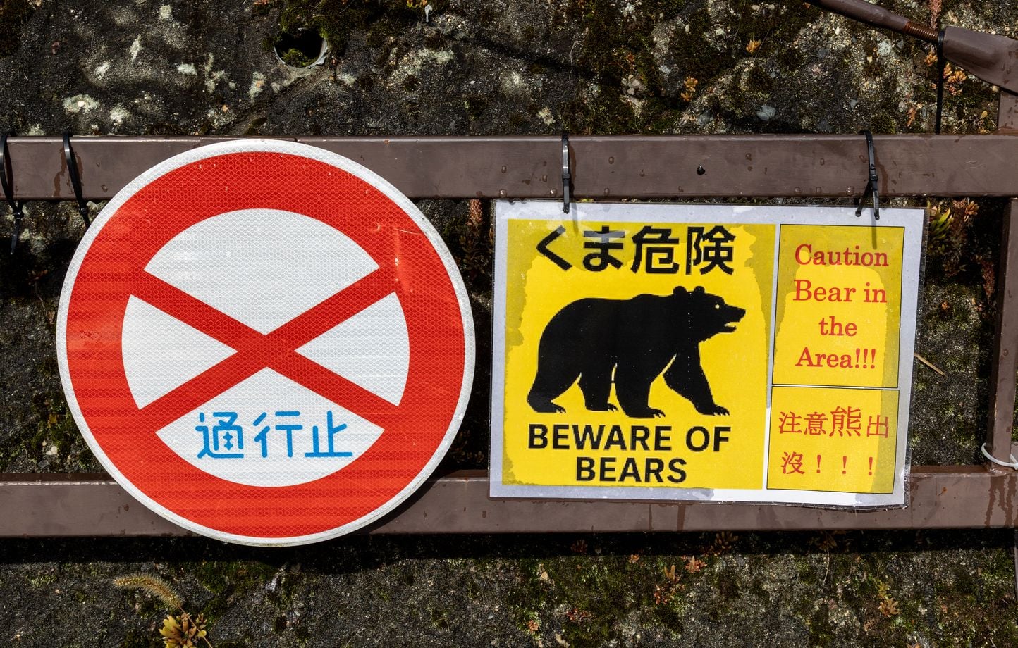 Japon : un ours cambrioleur récidive dans les cuisines