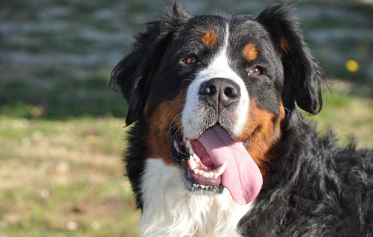 Un chien sauvé après avoir avalé 24 chaussettes !