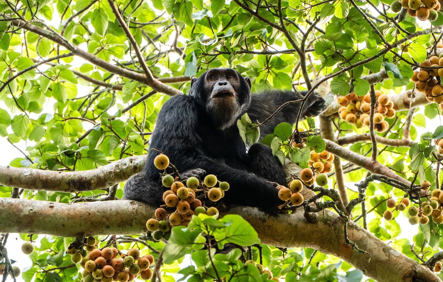 6a5c768d84aa6.jpg Culture animale : ces espèces ont leurs traditions