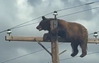 6a645ea90b208.jpg Vidéo : un ours perché sur un poteau meurt électrocuté