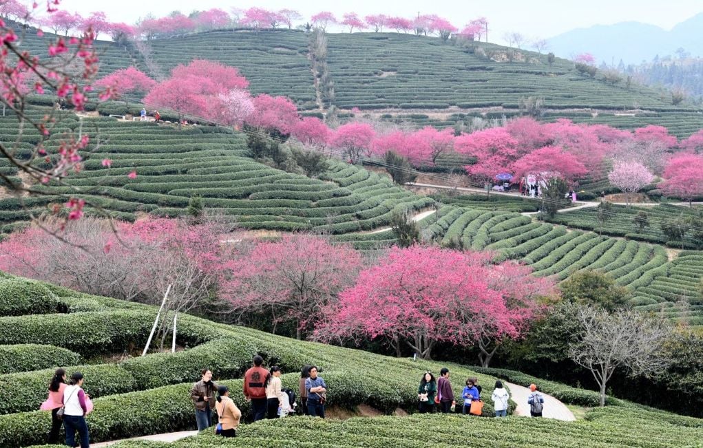 Hanami 2025 : Premières floraisons des cerisiers en Asie