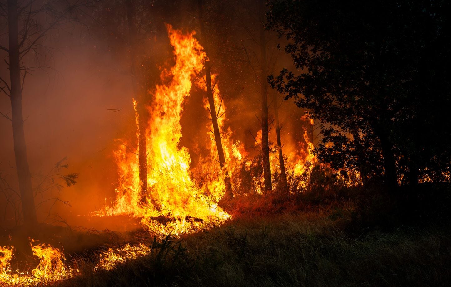 Incendies dans les Landes : peut-on sauver le bois brûlé ?