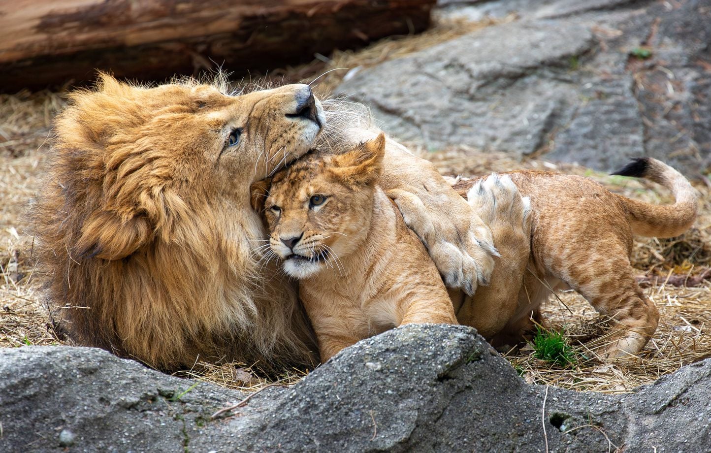 6a750858d90d3.jpg Canicule au Japon : trois lionnes meurent dans un zoo