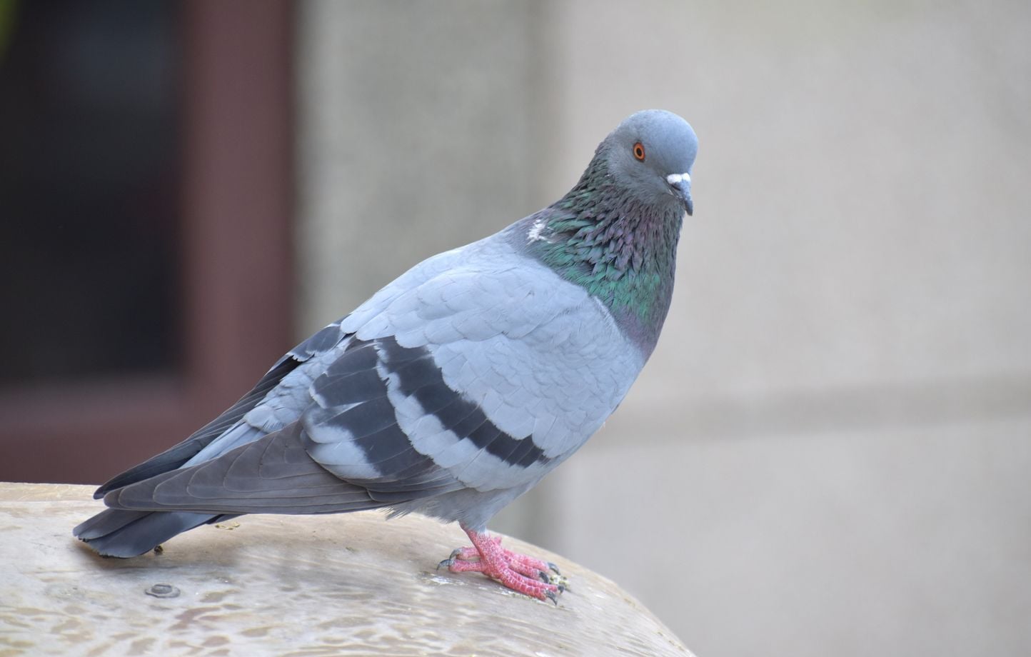 6a752d24c2a43.jpg Roost : envoyez vos messages par pigeon virtuel