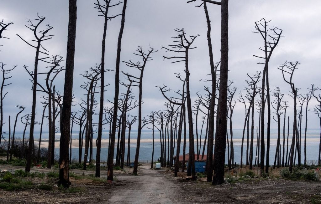 6a75ad3e82452.jpg Mégafeu en Gironde : la forêt peut-elle renaître ?