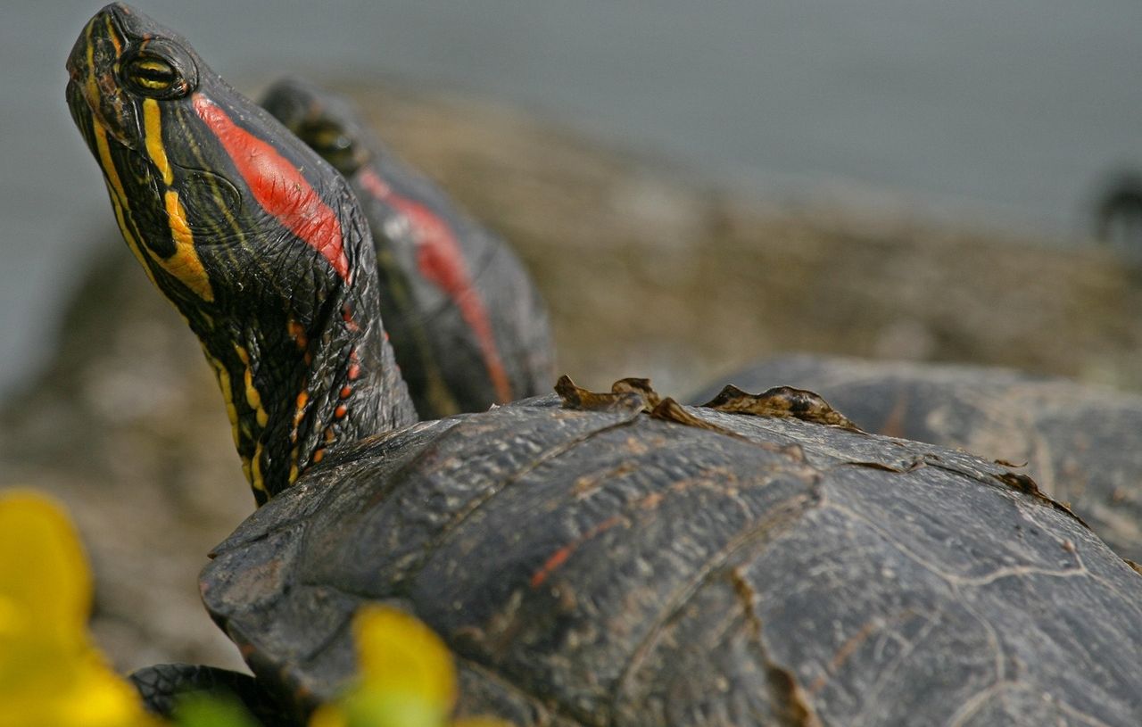 Un passager cache une tortue vivante dans son pantalon