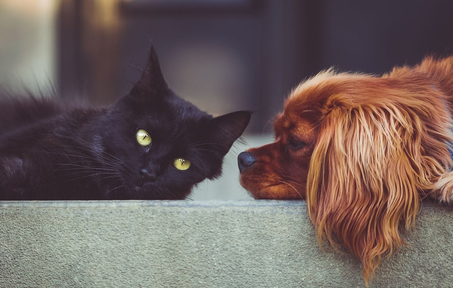 Piratage I-CAD : propriétaires d’animaux, méfiance