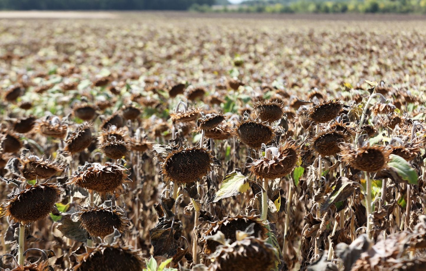 Sécheresse : un prêt d’urgence pour les agriculteurs