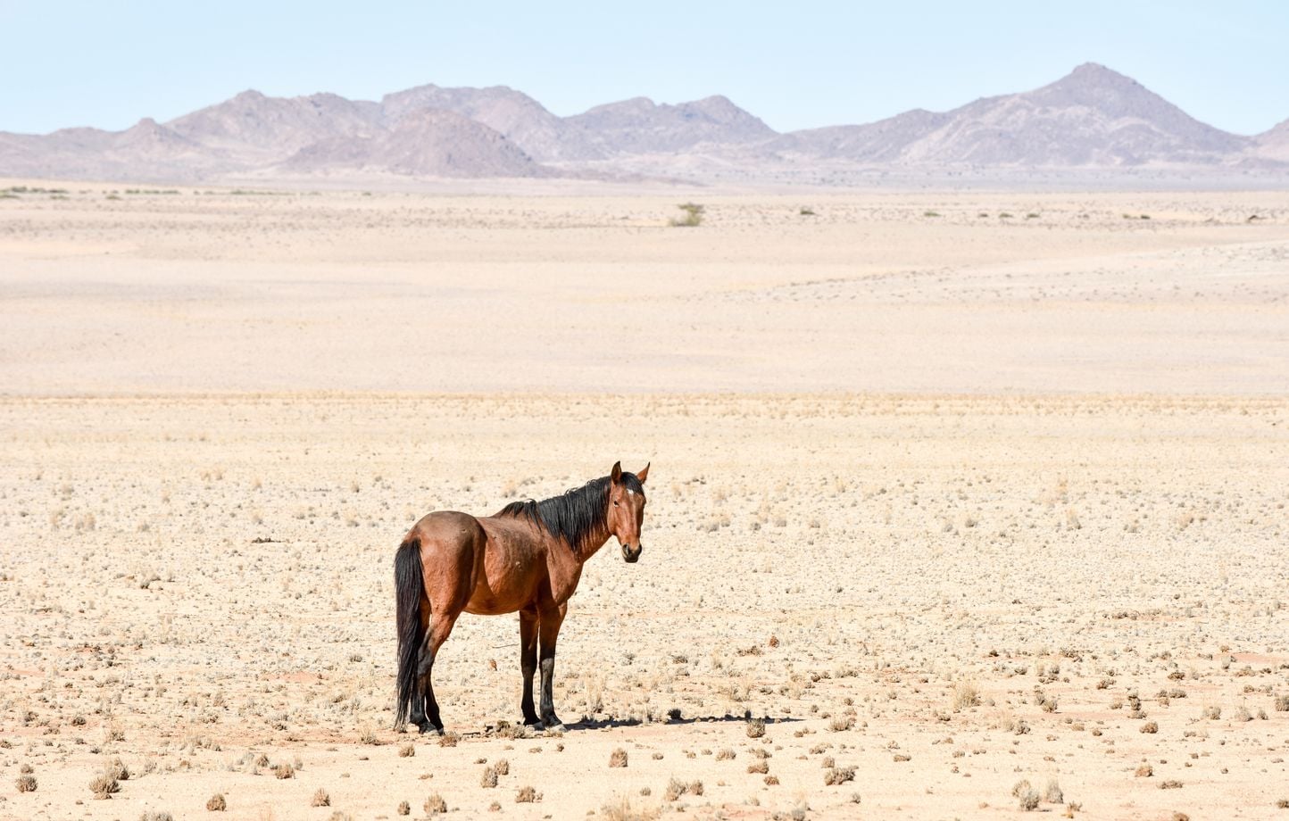 Effet Hans le Malin : le cheval qui a changé la science