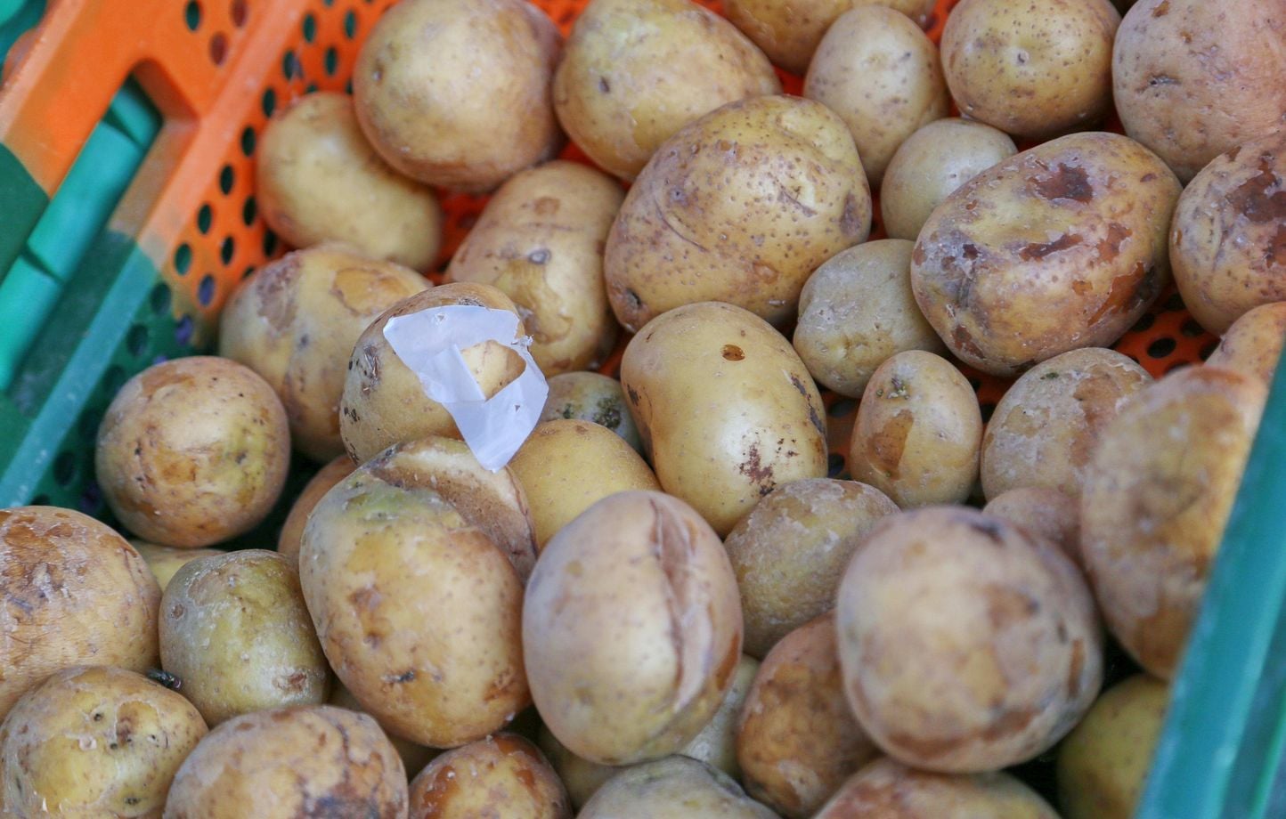 6a8beb93e7811.jpg Pommes de terre : récolte en chute de 23 %, filière en crise