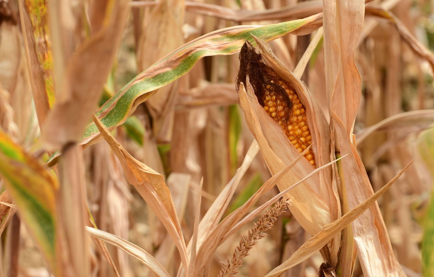 Agriculture en danger : la FNSEA réclame un plan d’urgence