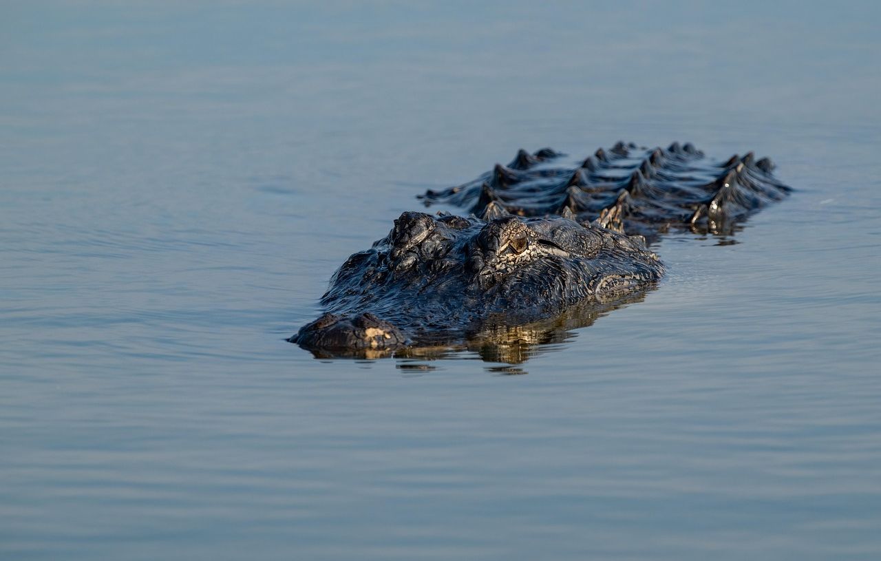 Floride : Une femme tuée par un alligator en canoë
