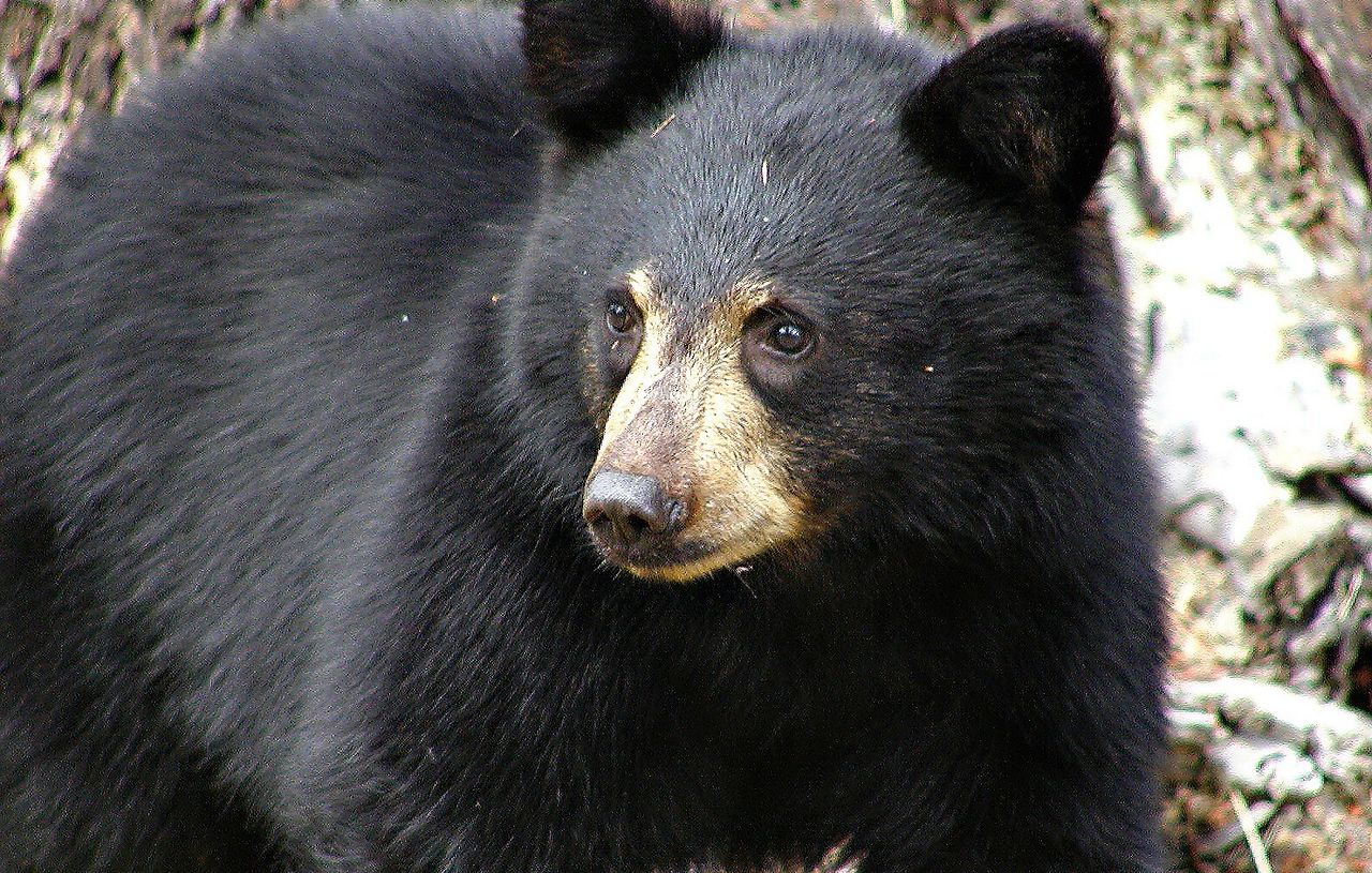 Un ours de 120 kg tue un homme et son chien en Floride
