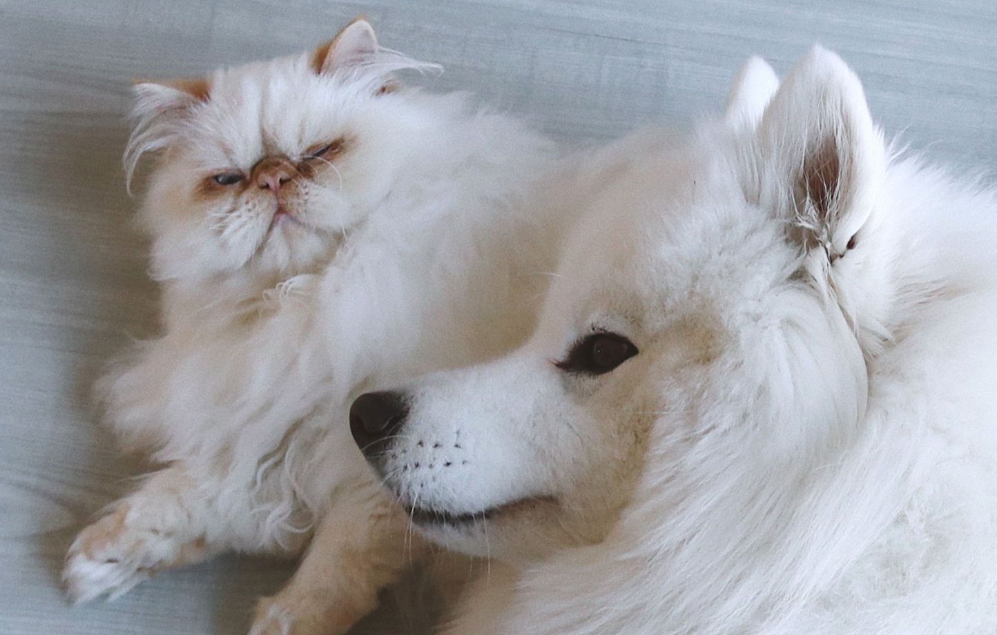 Chats et chiens : Quand l’élevage façonne leur ressemblance