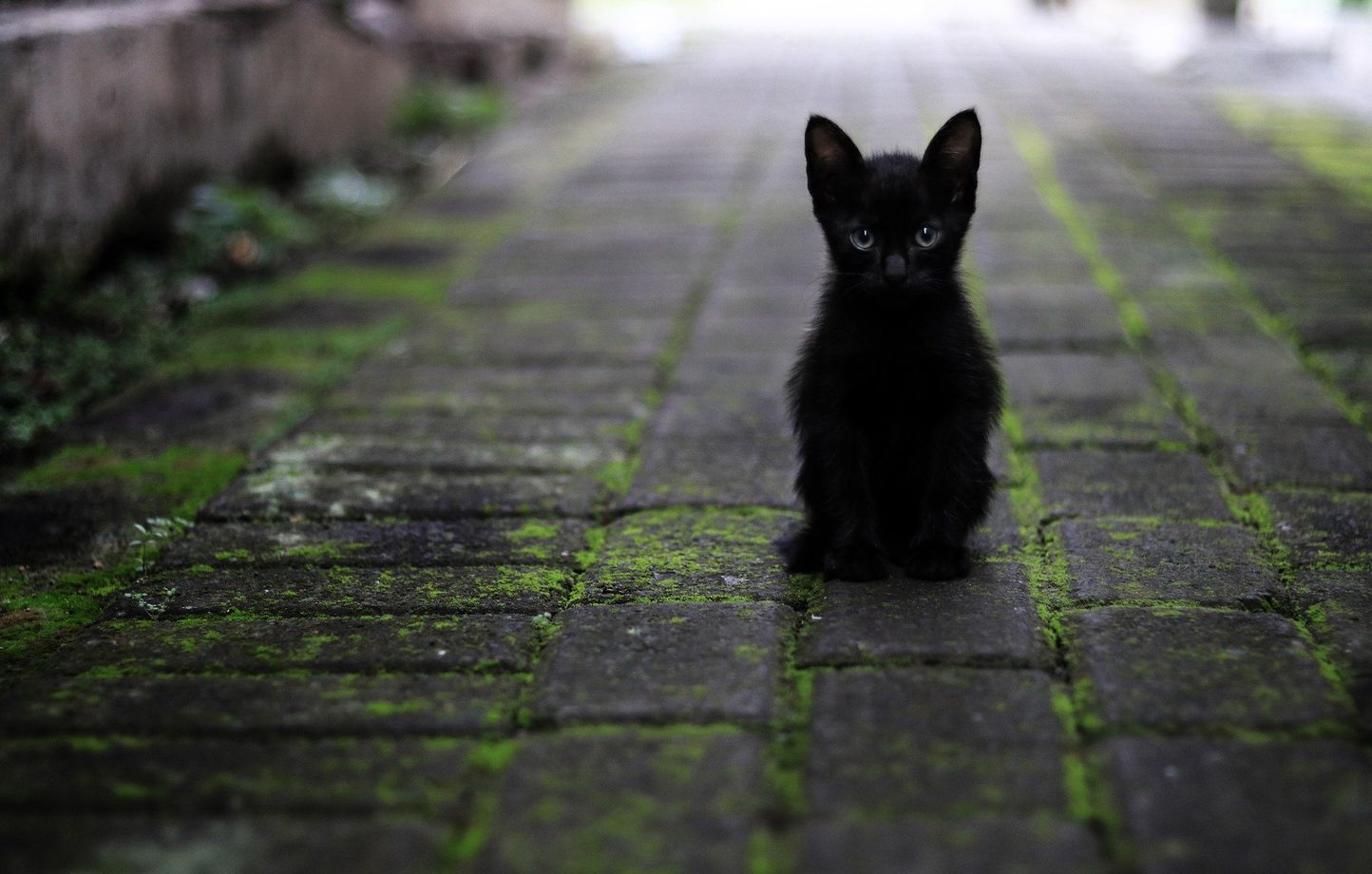 Un chaton survit à 400 km coincé sous une voiture