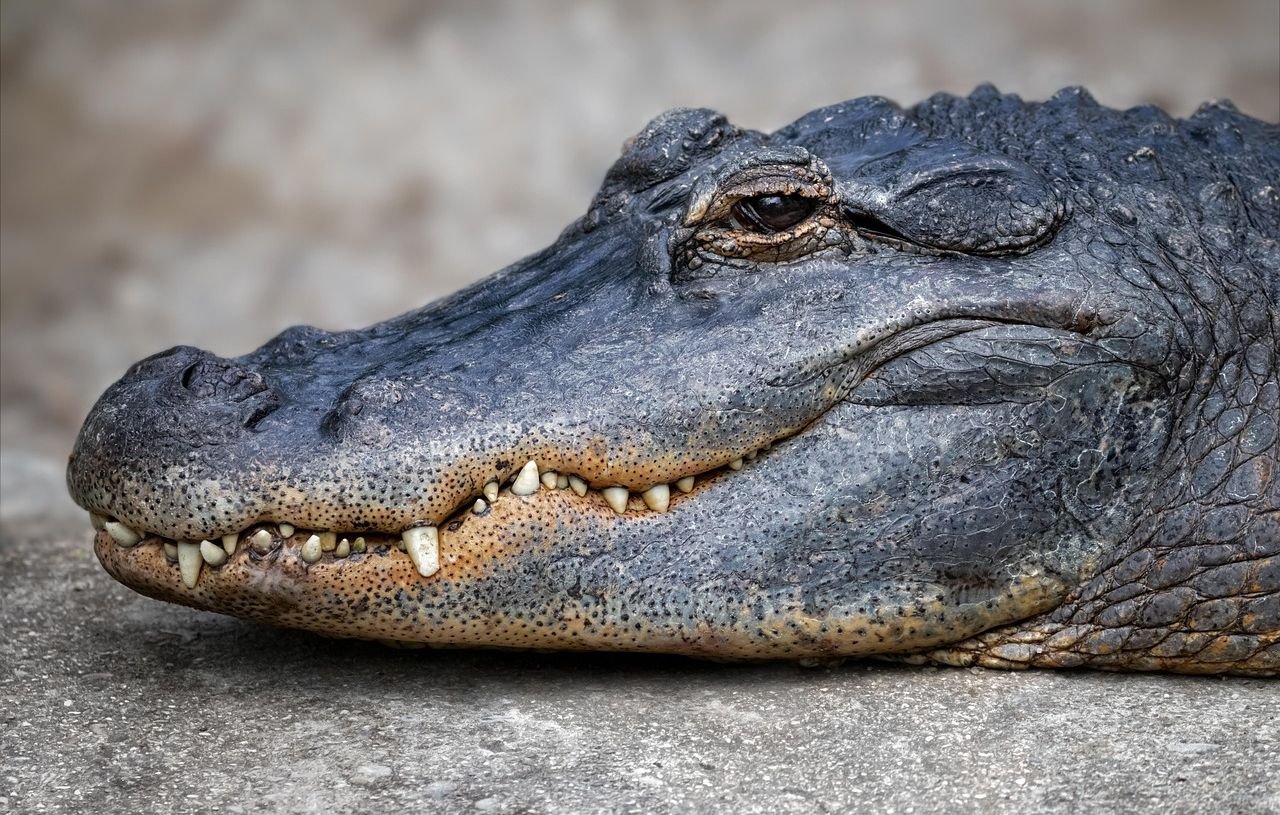 Deux motards percutent un alligator en Floride : blessés