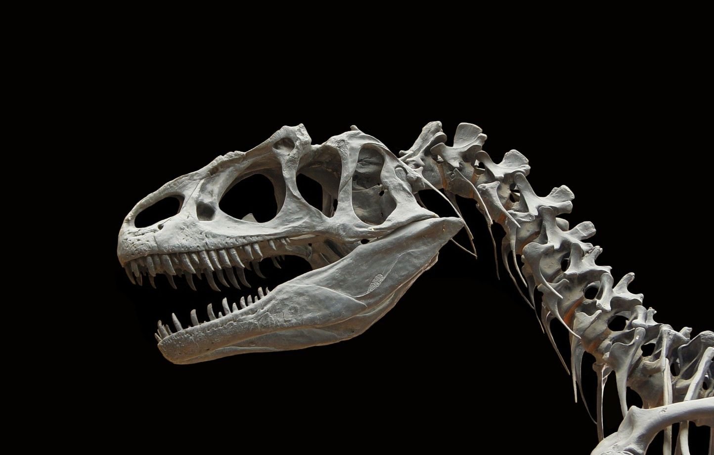 Un fossile oublié révèle un ancêtre du T-Rex en Mongolie