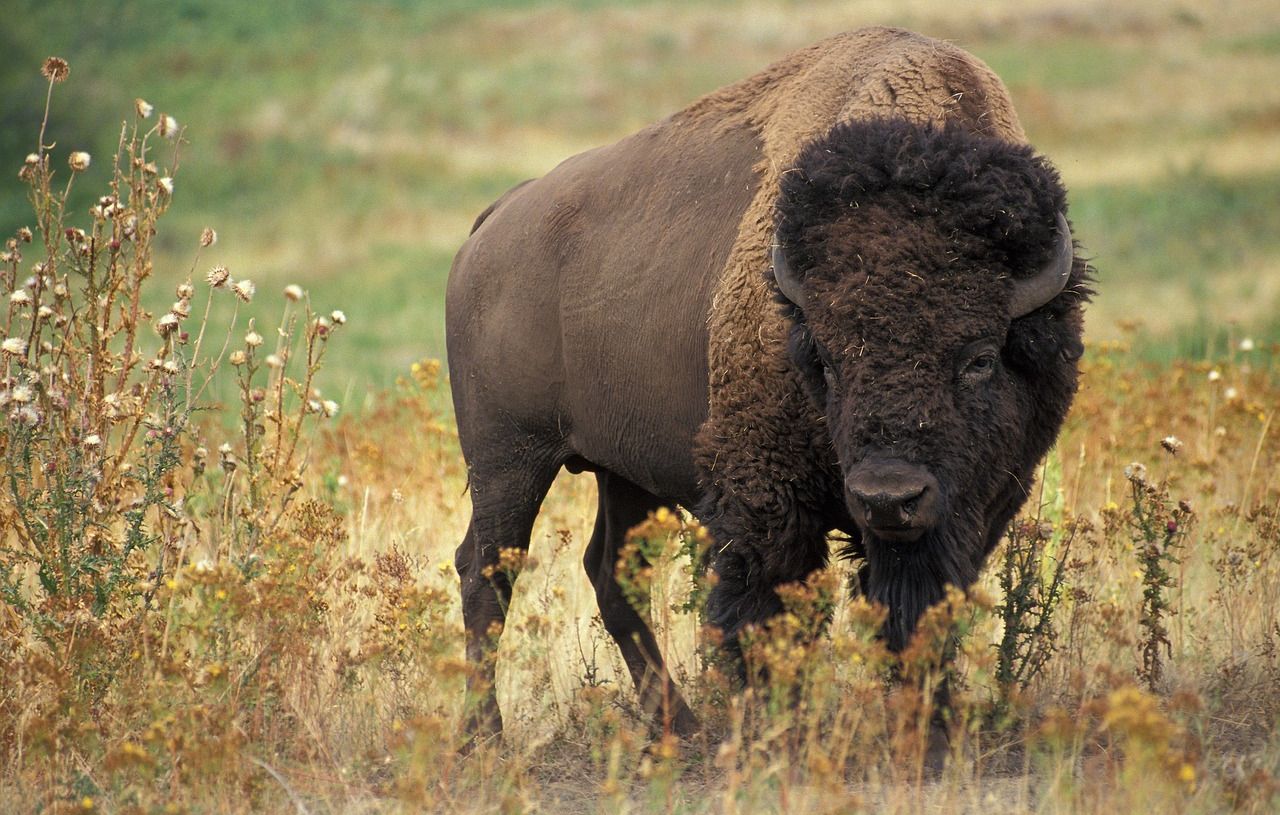 Un touriste encorné par un bison à Yellowstone