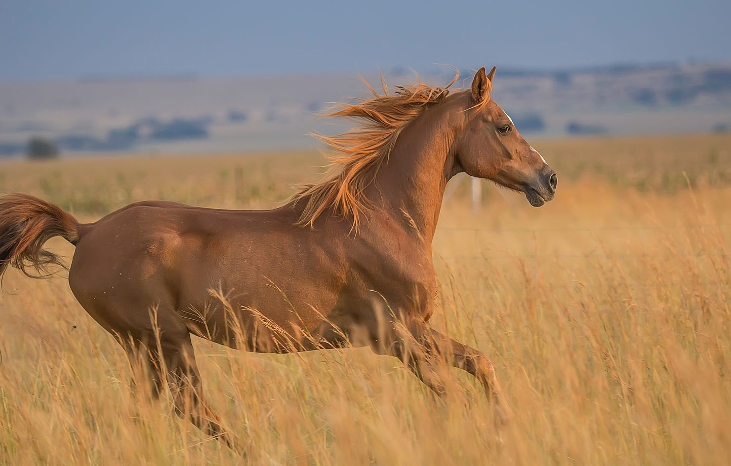 Thérapie équine : une chance pour les vétérans détenus au Texas