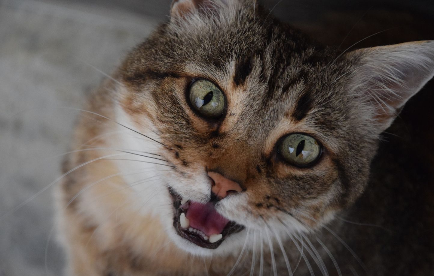 Les chats reconnaissent leurs maîtres grâce à leur odorat