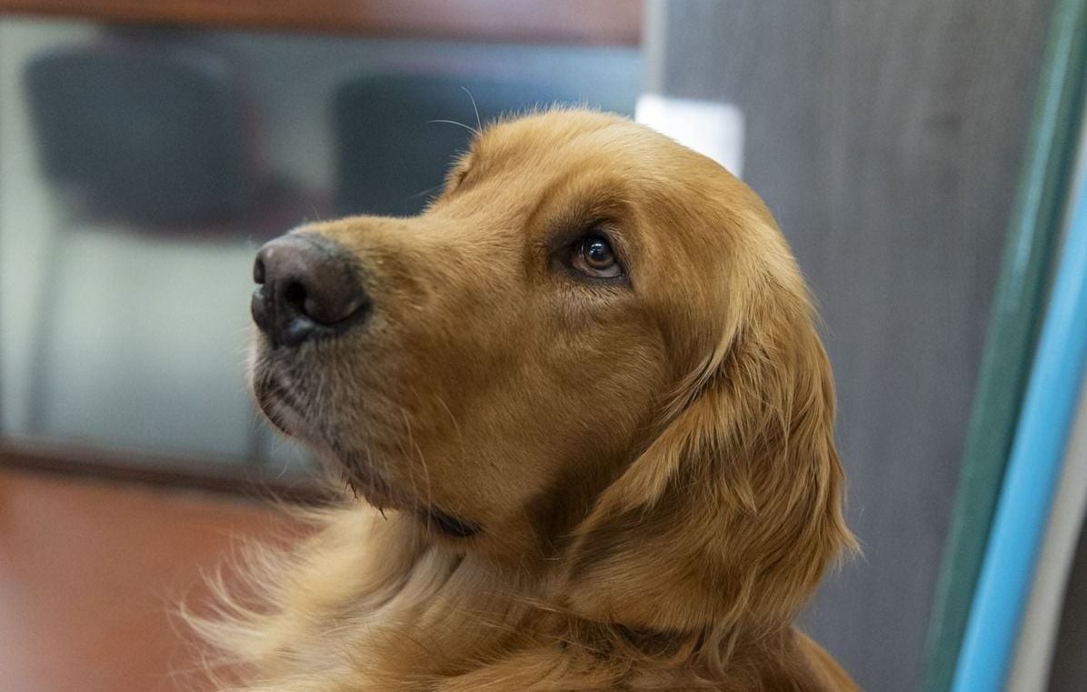 Quatre chiens meurent enfermés dans une voiture à Las Vegas