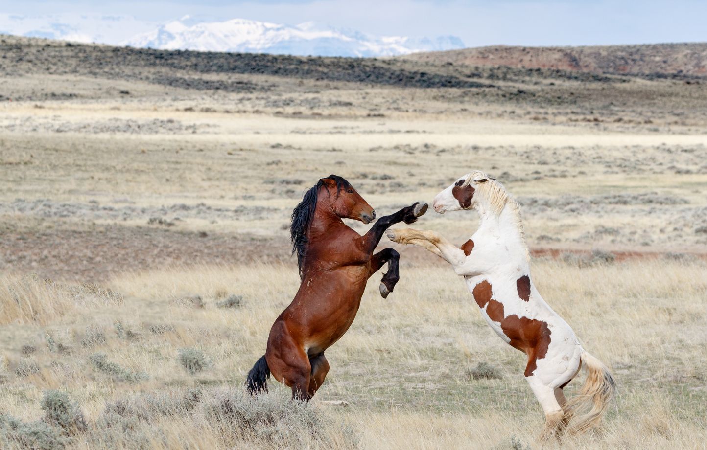Le mustang : icône sauvage et préservée du Far West