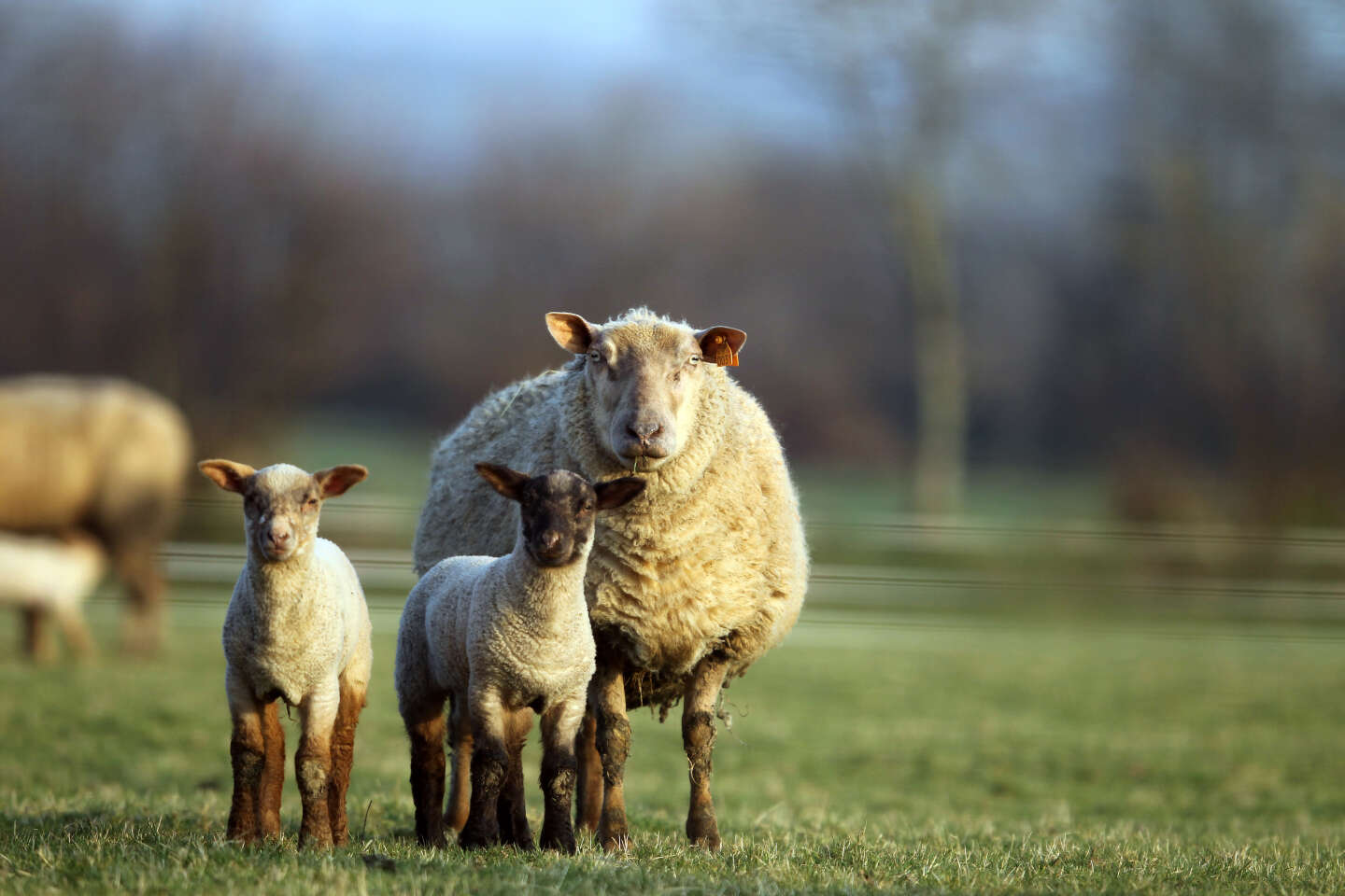 Fièvre catarrhale ovine : près de 2 000 foyers confirmés en France