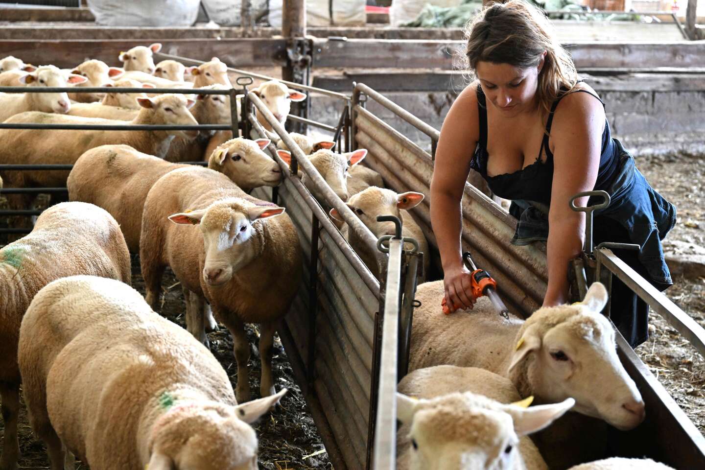 Fièvre catarrhale ovine : 10 % du cheptel de brebis « perdu », selon le patron de la FNSEA