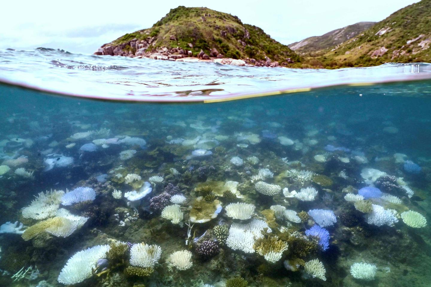 Australie : mortalité record dans une partie de la Grande Barrière de corail