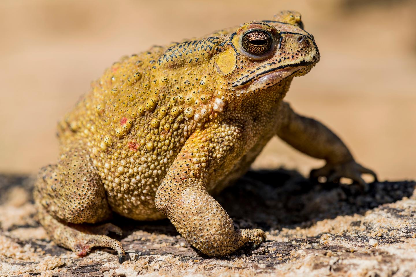 Le crapaud masqué, une histoire à rebondissements