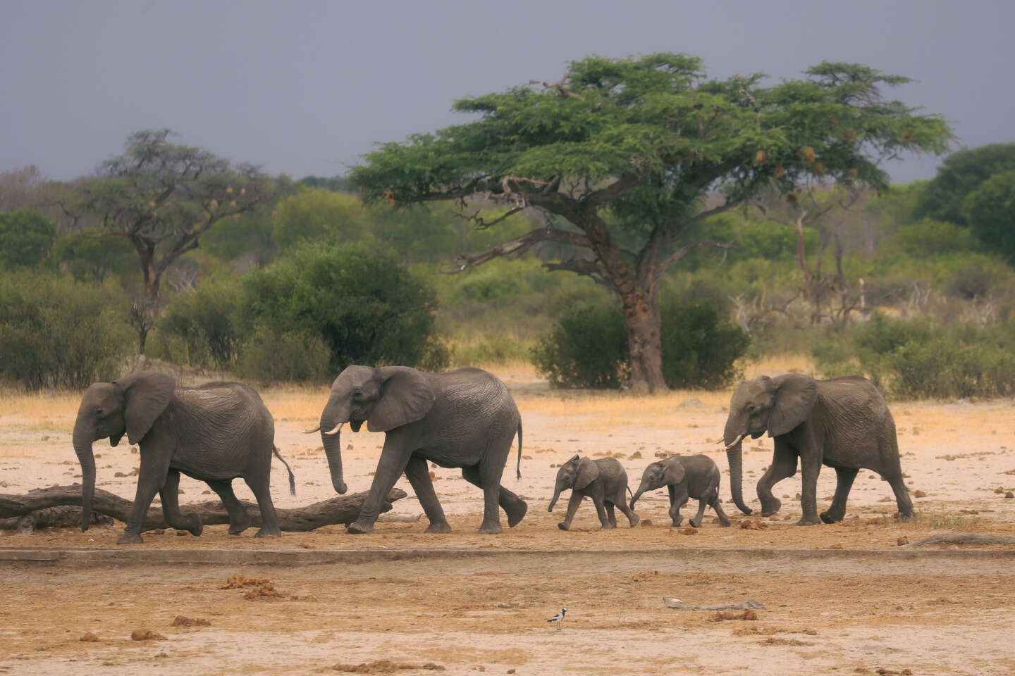 Au Zimbabwe, le gouvernement veut abattre des éléphants pour nourrir les plus vulnérables