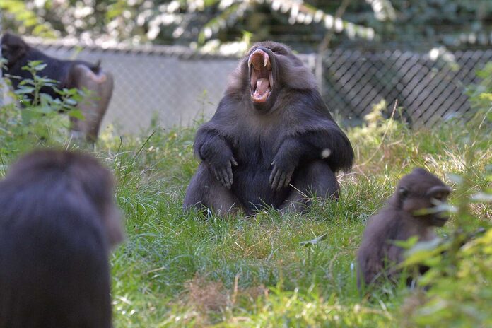 Après l’annulation de l’agrément du centre de primatologie de Strasbourg, les singes sommés de vaquer à leurs « affaires courantes »