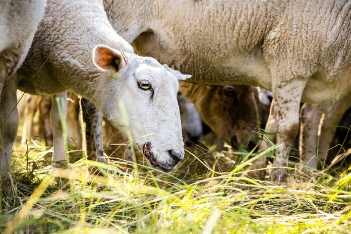 Fièvre catarrhale ovine : 22 suspicions de cas dans le Nord, au lendemain d’un premier cas avéré