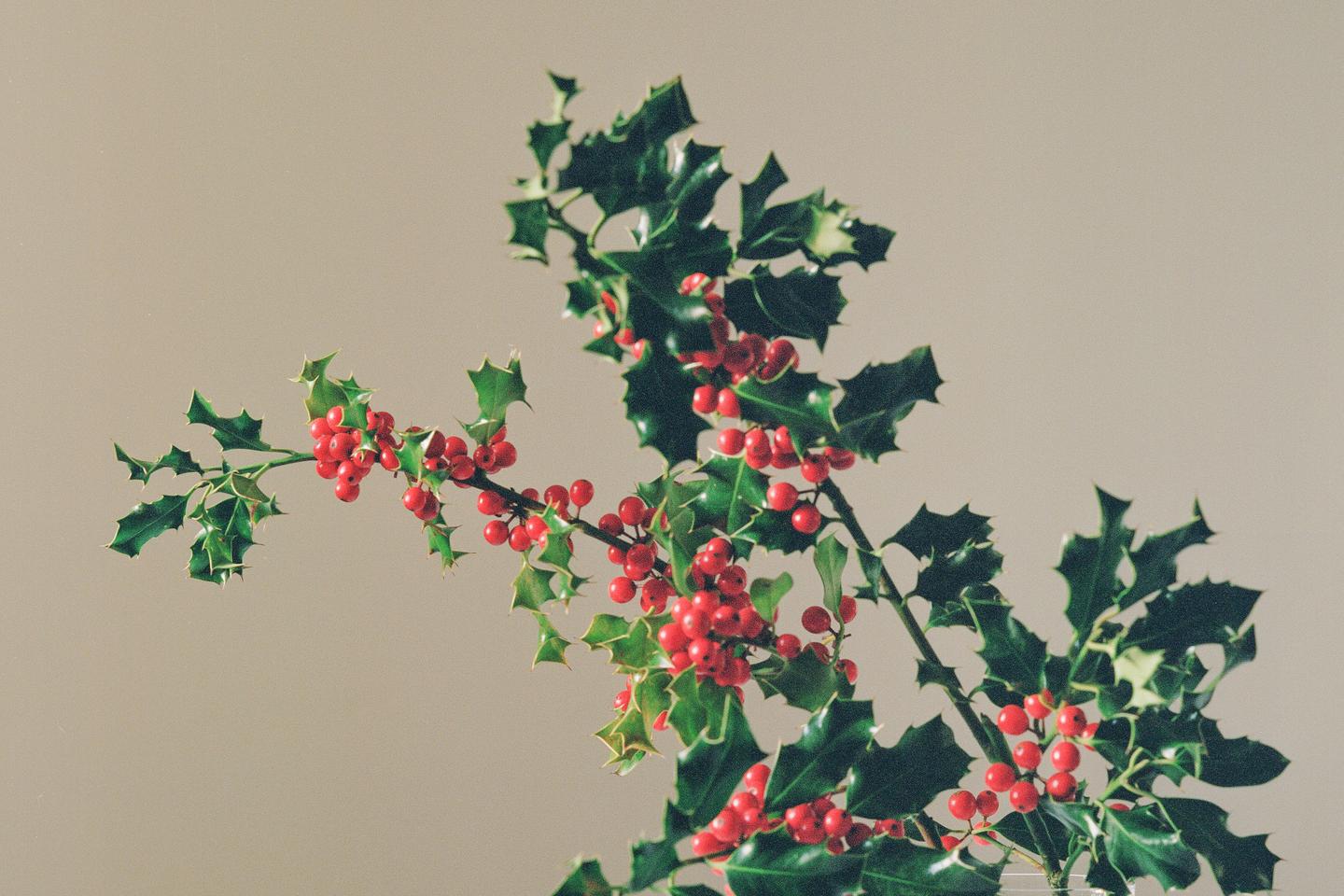 Noël au balcon ! Six fleurs à offrir sans se planter