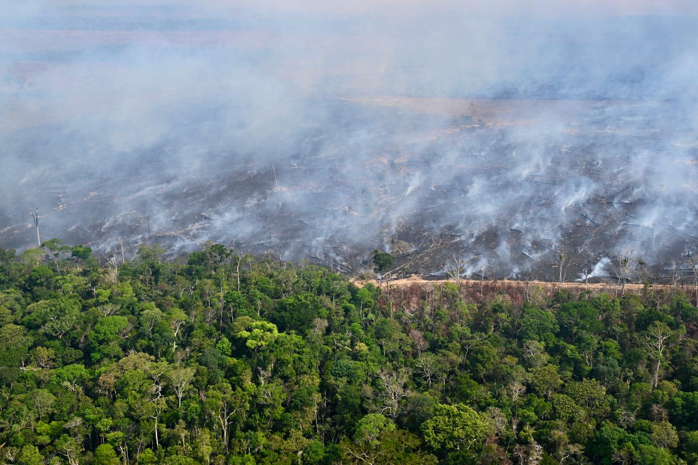 Lutte contre la déforestation : le Parlement européen repousse et assouplit encore la loi