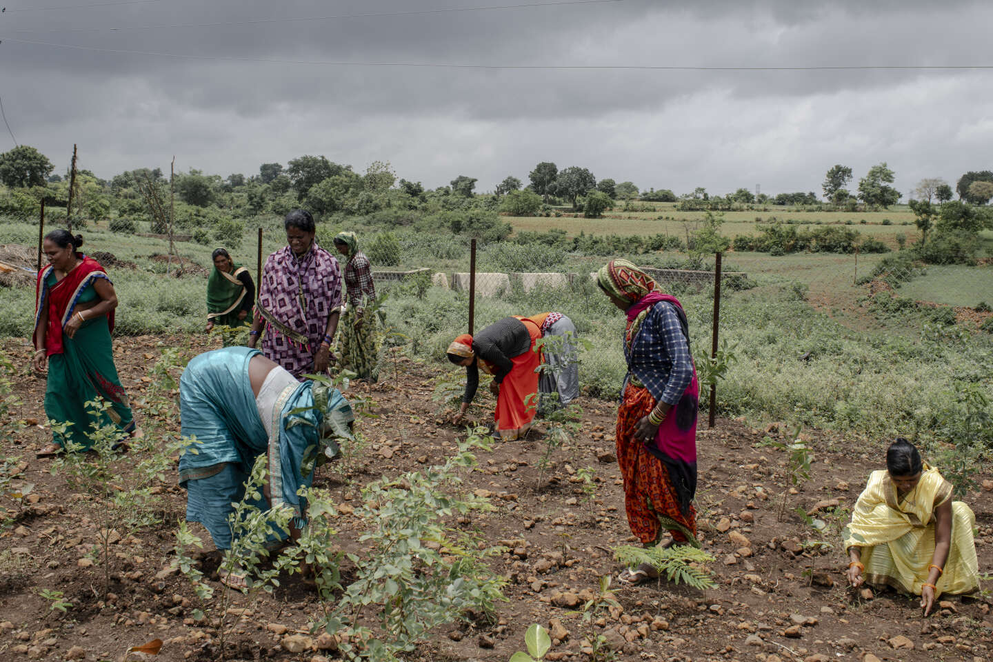 Dans le centre de l’Inde, le coton vert tisse sa toile