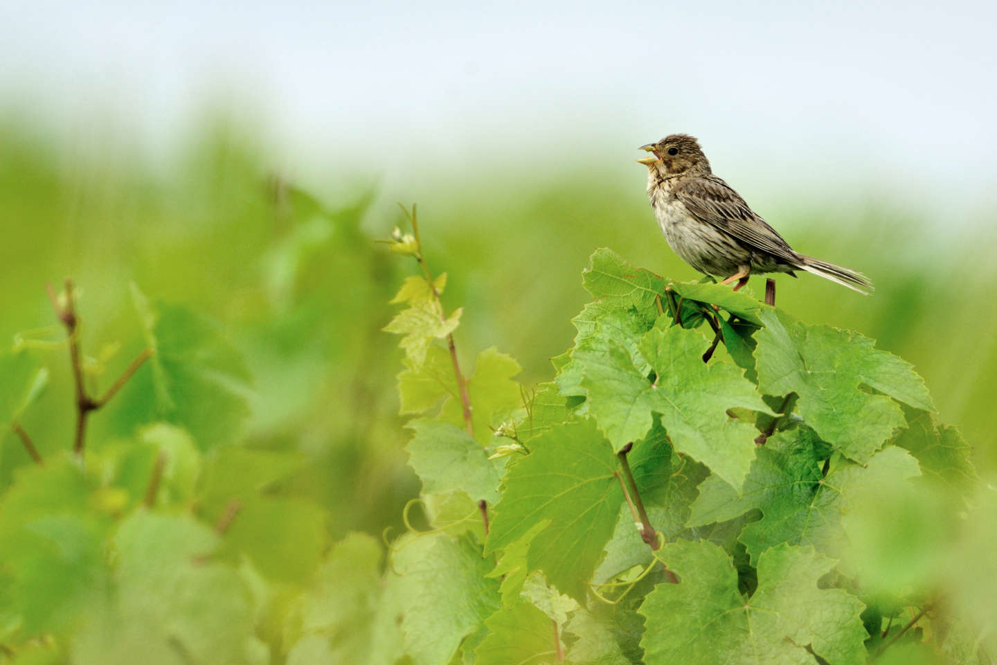 Pesticides et engrais, causes majeures de l’effondrement des populations d’oiseaux en Europe