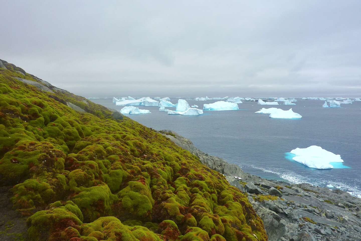 L’Antarctique verdit sous l’effet du réchauffement climatique