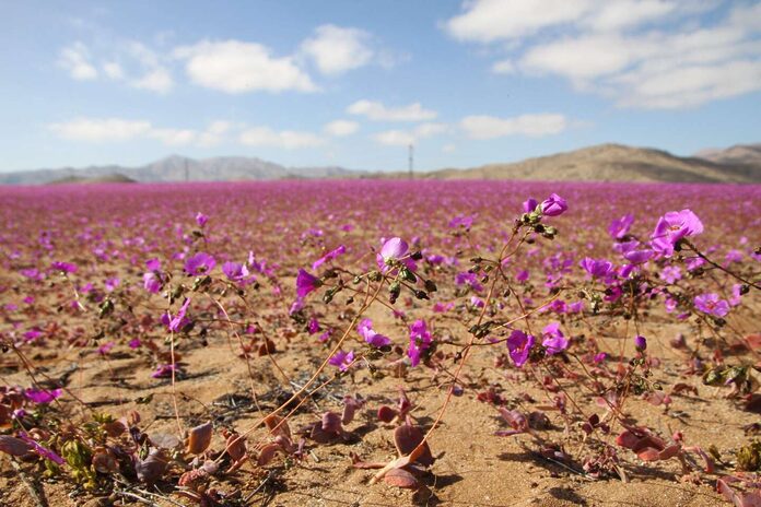 Au Chili, le désert d’Atacama se pare de fleurs violettes grâce à des précipitations inhabituelles