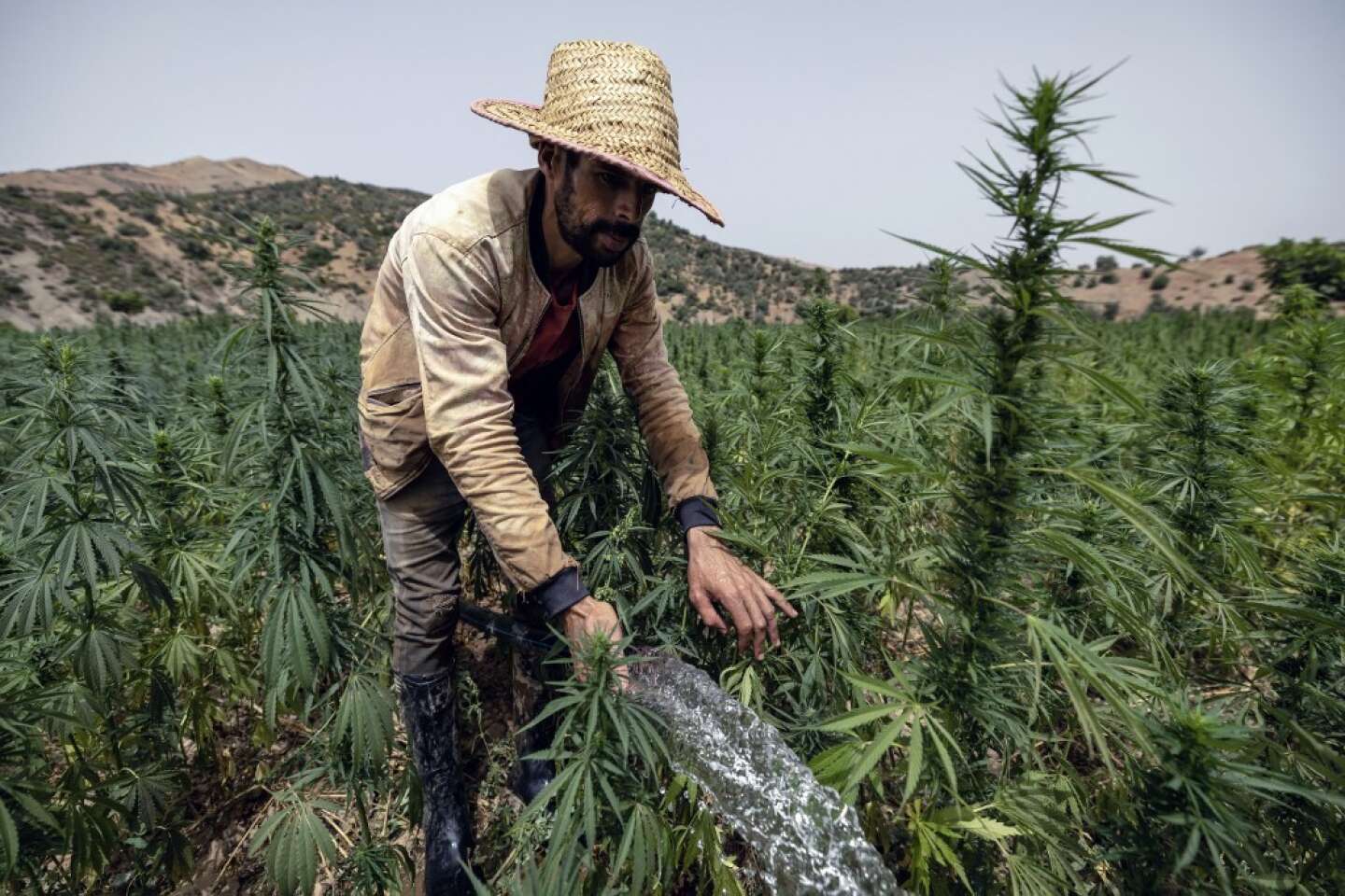 Au Maroc, Mohammed VI gracie plus de 4 800 cultivateurs de cannabis