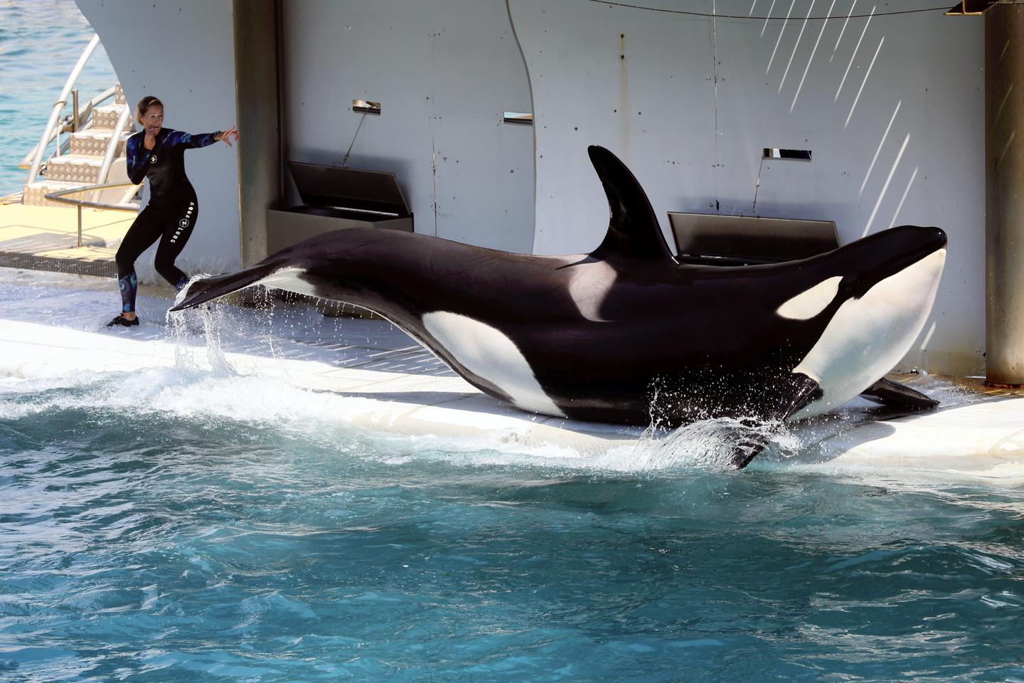 Le gouvernement s’oppose au transfert des orques détenues au parc Marineland d’Antibes vers le Japon