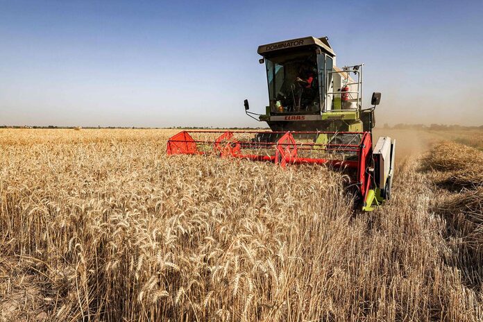 Matières premières : « Les champs de blé sont chamboulés »