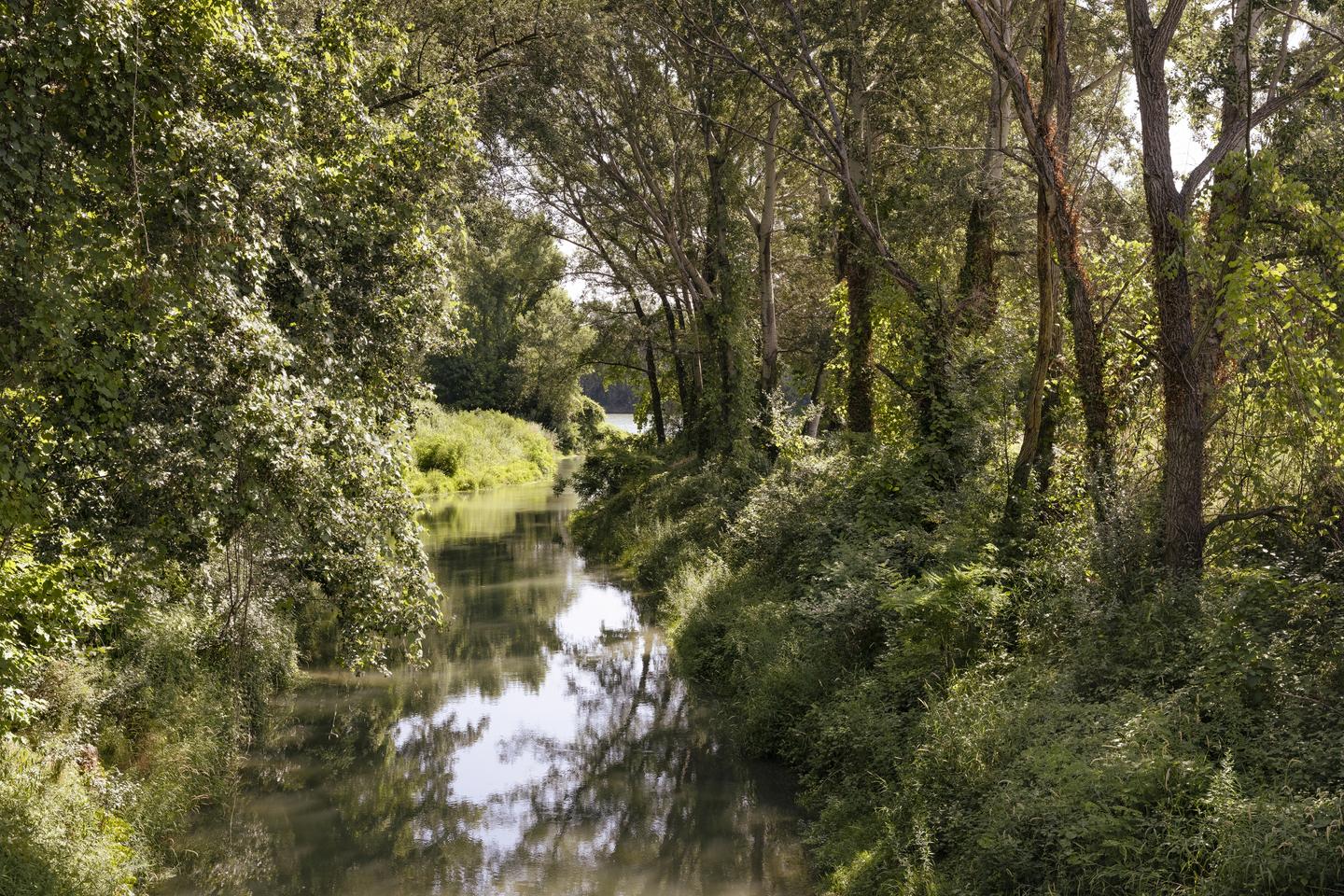 Au sud de Lyon, une vaste opération de « restauration écologique » du Rhône pour redynamiser la biodiversité