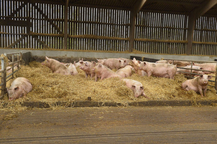 En Bretagne, l’un des plus importants éleveurs de cochons jugé pour maltraitance